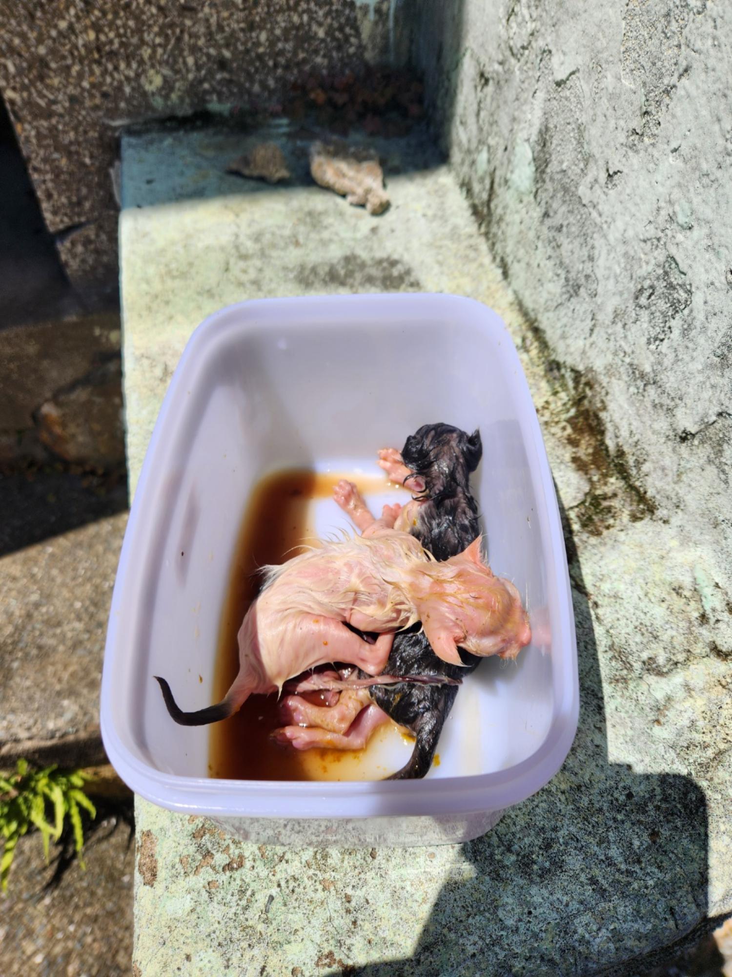 동구종합동물병원_426327202400295